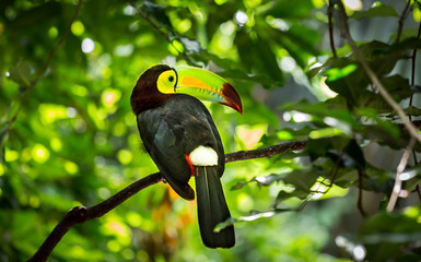 Colorful keel-billed toucan bird