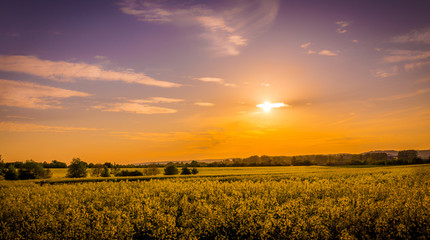 Obraz premium Field of yellow rape