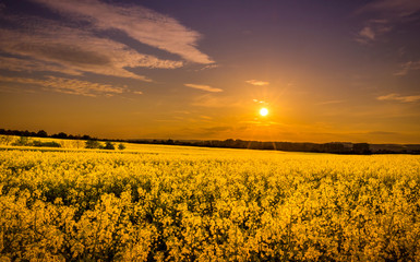 Field of yellow rape