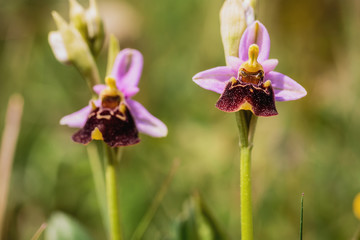 Bumblebee Orchid
