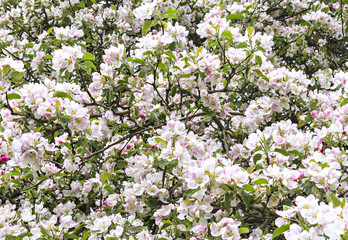 Blossoming apple tree by spring
