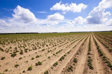 potato field  