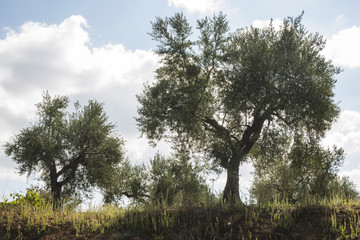 Olive trees in plantation