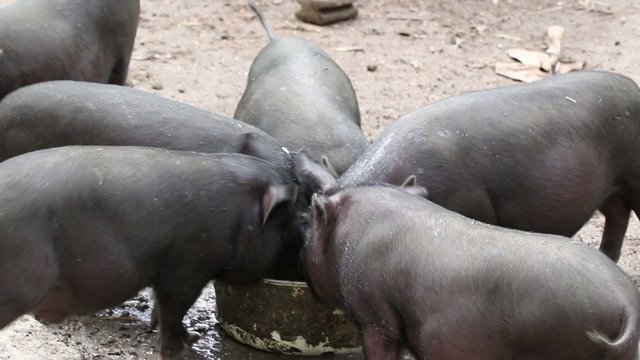 Thirsty small pigs