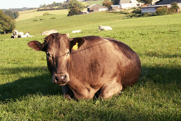 Rind auf der Weide