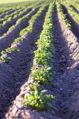 potato field  