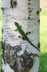 lizard on birch