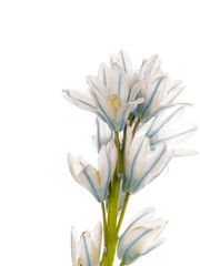 white and blue delicate flower Puschkinia niatsintnoides