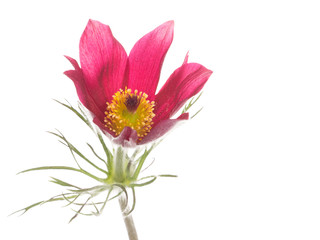 Spring red and pink flower Pulsatilla patens
