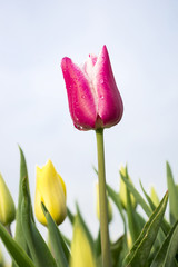 Tulpen