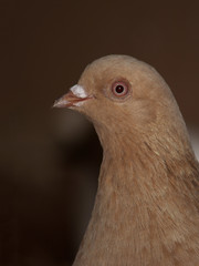 gołąb
