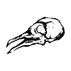 Monochrome white black skull of dove