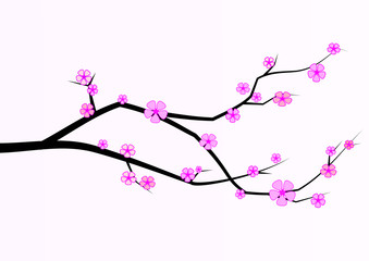 Fototapeta premium ramo di ciliegio