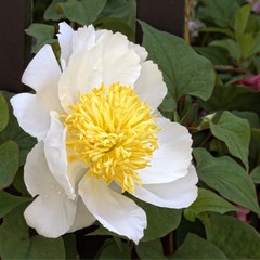 Peony - Paeonia