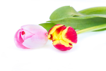 pink and red tulip isolated on white background