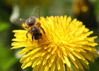  dandelion