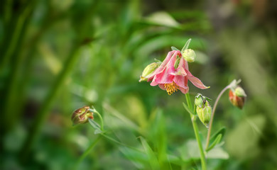 Pink garden flowers bells.