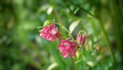 Pink garden flowers bells.