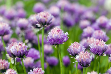 garlic flower  