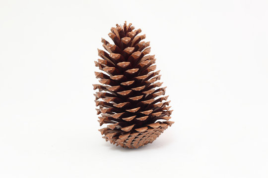 pine cones