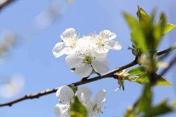 flower cherry