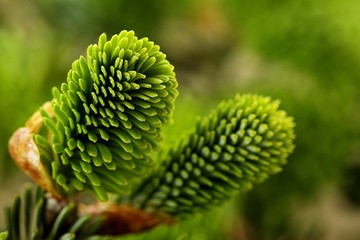 young shoot a coniferous tree