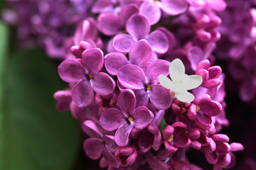 Fototapeta na wymiar violet and white Lilac