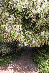 Park / Park walkway in the botanical garden in Moscow (Russia)