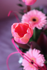 Tulipan różowy © dusiowa