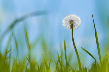 Fototapeta na wymiar Dandelion with seeds against a blue sky.