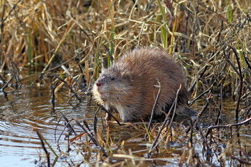 Muskrat in the spring afternoon