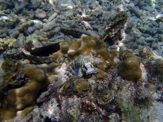 blenny (Salarias fasciatus)
