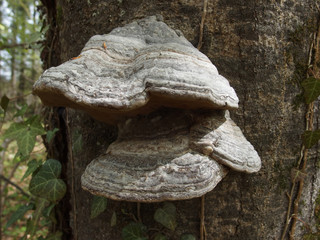 Baumpilz im Wald