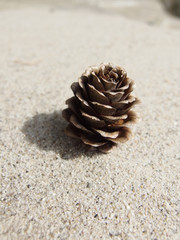 Lärchenzapfen im Sand