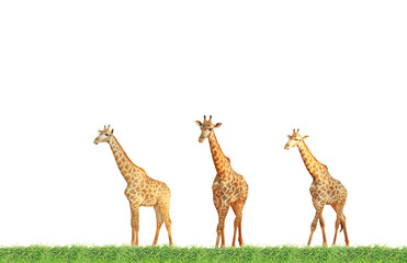 Giraffe flock on green grass field