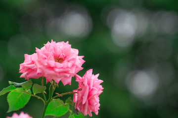 Fototapeta premium 薔薇