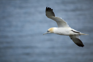 A Gannet in Flight 