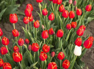 Tulpen