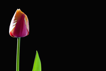 Eine Tulpe, Gegenlicht, schwarzer Hintergrund, Textfreiraum