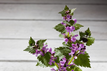 Gefleckte Taubnessel (Lamium maculatum), heller Holzuntergrund