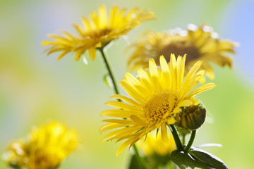Gemswurz (Doronicum orientale), closeup