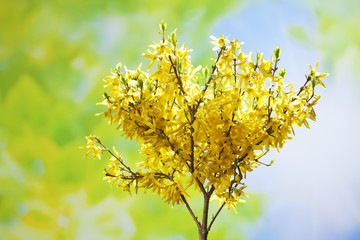 Forsythie (intermedia Zabel),  blau grüner Hintergrund