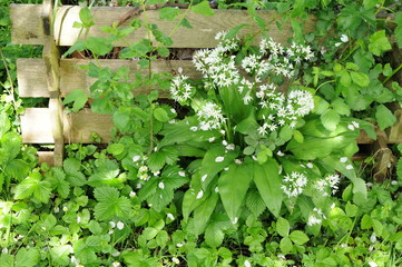 Schöne Ecke am Gartenzaun