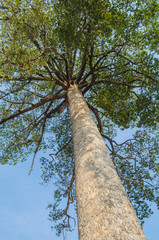 Fototapeta premium big tree