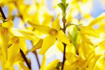 Forsythie (Forsythia × intermedia Zabel), Nahaufnahme