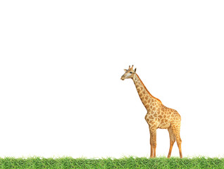 Giraffe on green grass field