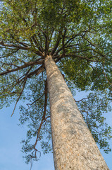 Fototapeta premium big tree