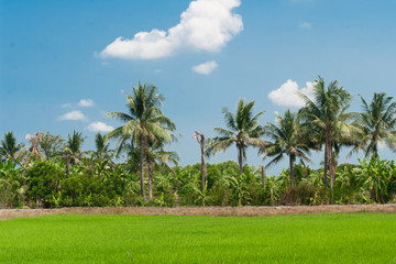 Fototapeta premium Rice fields mixtures of plant species