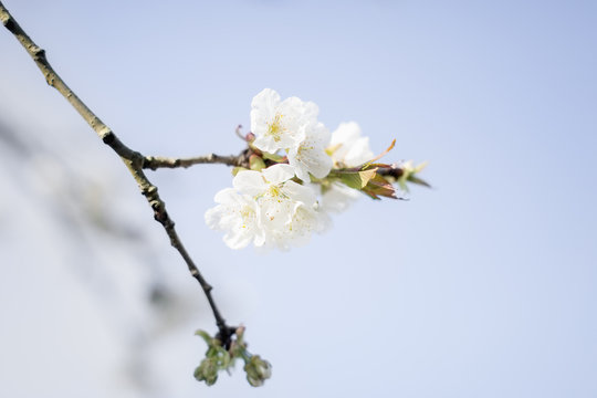 Europe, Netherlands, Goirle, Spring blossom, Cherry Tree