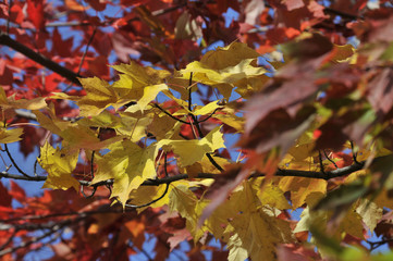 autumn maple leafs, Canada